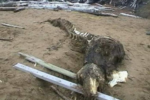 Na daljnem vzhodu je bil ugotovljen krokodil